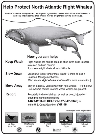 right_whale_-_help_protect_36x48_2015_print_web.jpg