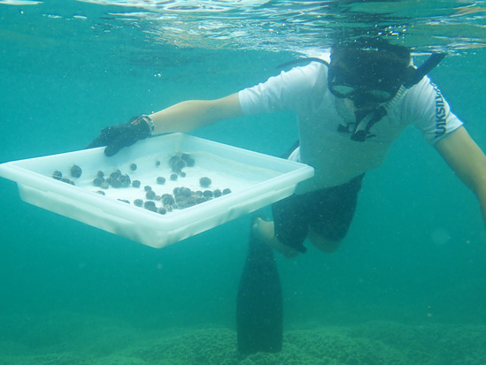 Cape Flattery Coral Restoration Sea Urchin Diver 3757x2825 NOAA Fisheries Matthew Parry.jpg