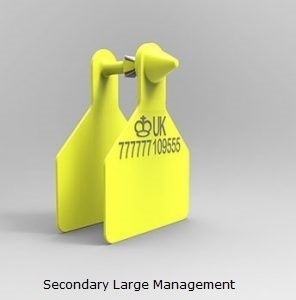 Secondary Large Management.jpg