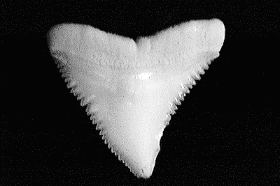 Single silky shark tooth showing the serrated, broad triangular shape