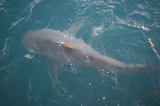 Bull shark viewed from above showing its stocky build.