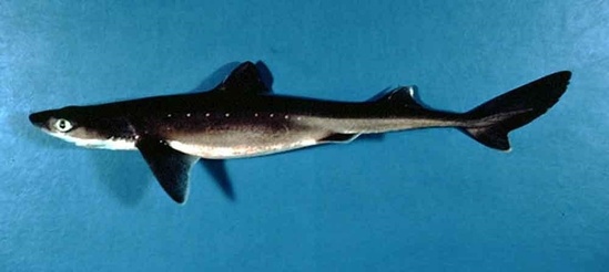 Spiny dogfish viewed from the side showing its large eye, the spines in front of each dorsal fin and the white spots along the side of its body