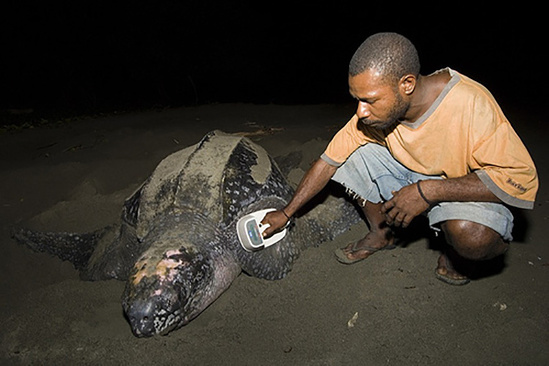 750x500LeatherbackSIS.jpg