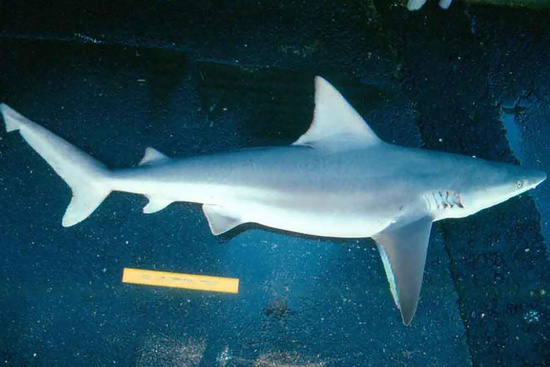 Sandbar sharked viewed from the side showing the large triangular first dorsal fin that begins above the point where the back end of the pectoral fins are attached.