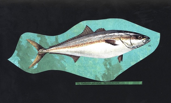 California yellowtail (Seriola lalandi) illustration from the NOAA Central Library Historical Fisheries Collection.