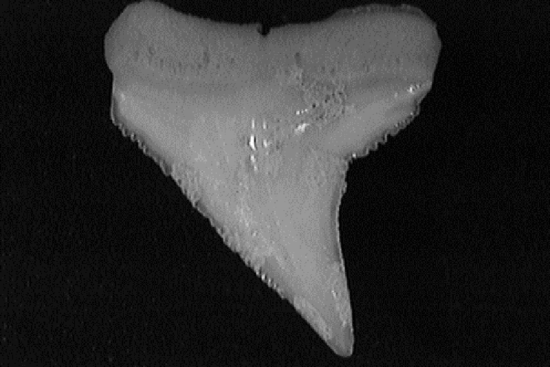 Single blacknose shark tooth showing its serrated, oblique triangular shape.