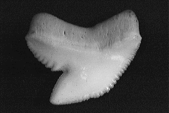 Single tiger shark tooth showing its serrated, broad, oblique triangular shape with a deep notch on the outer margin
