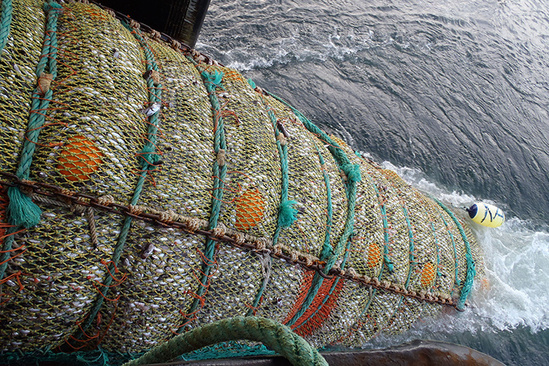 Large net of Pacific hake is hauled on board a catcher processor