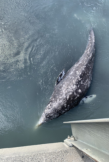 750x500 20mile river gray whale.jpg
