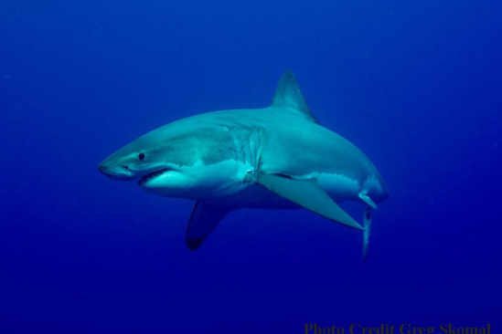 White shark underwater showing its large conical snout and distinct color change drawing a jagged line down the length of the body going from gray to white