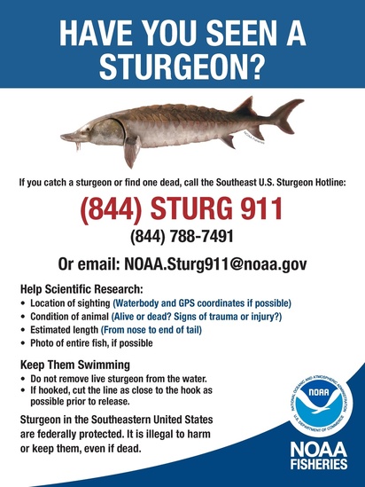 NEW_NOAA Sturgeon Sign 18x24 v3_Revised 2019.jpg