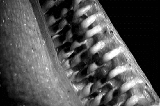 Section of basking shark jaws showing rows of tiny smooth conical teeth that hook inward.