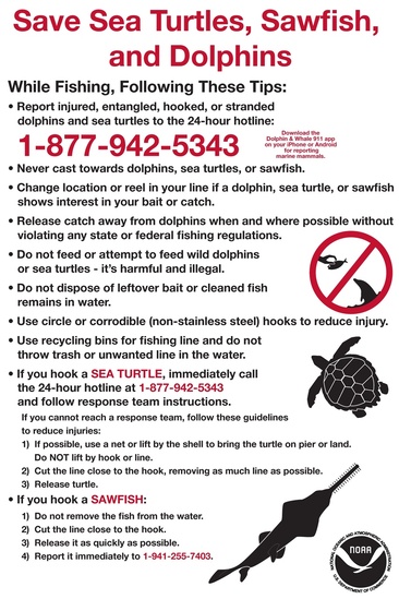 protected_sea_turtles_sawfish_dolphins_sign.jpg