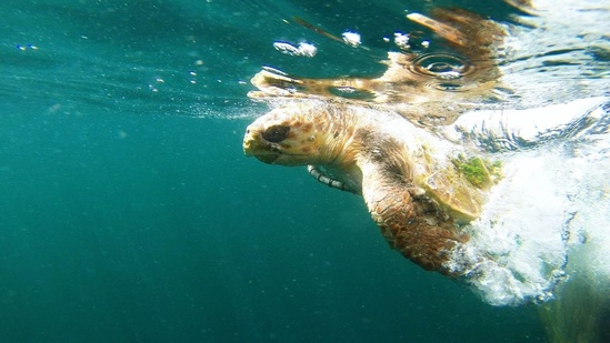 taggedreleasedloggerhead.jpg
