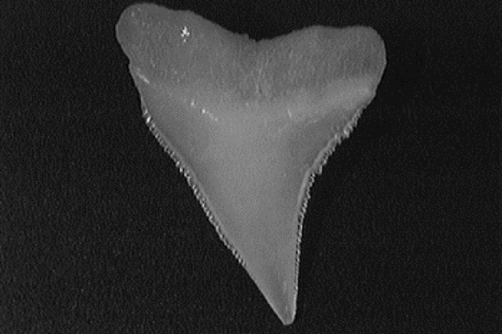 Single bignose shark tooth showing its serrated triangular shape