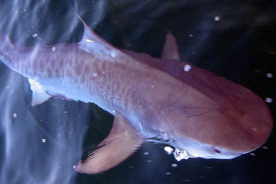 Tiger shark swimming near the surface showing its broad head and leopard-like pattern along the body