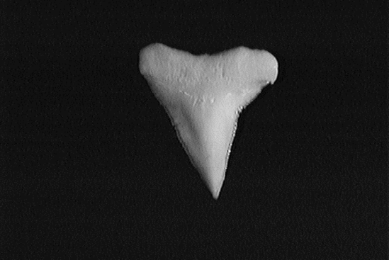 Single sandbar shark tooth showing the serrated, broad triangular shape