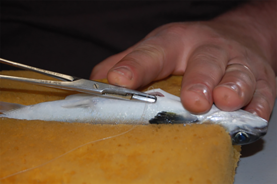 Stitching closed an Atlantic salmon after implanting pinger.