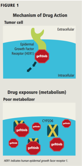 Pharmacogenomic interactions of gefitinib
