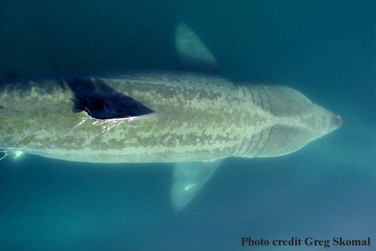 Aerial view of a basking shark swimming through the water showing the gill slits nearly circling the head.