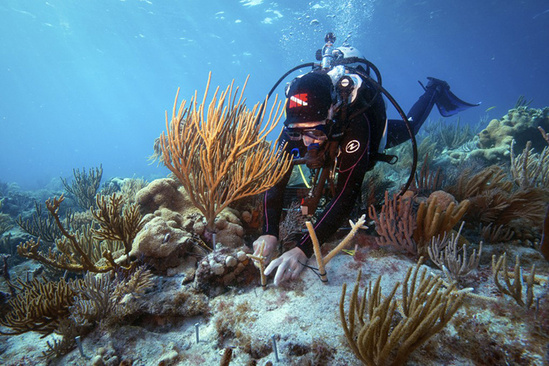 Restoring and Protecting Marine Habitat