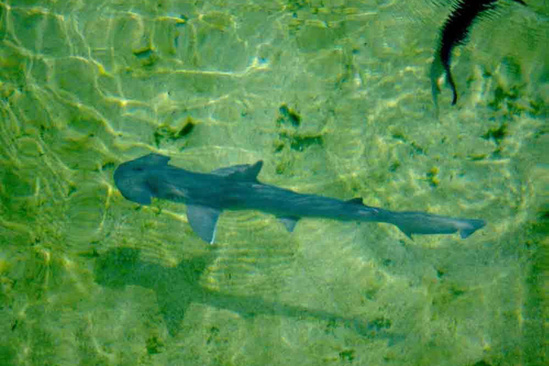 Bonnethead shark swimming in clear shallow water where you can see its shovel-shaped head