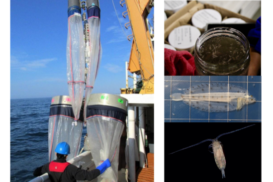 plankton nets, sample jar, witch flounder larva, and calanus copepod by harvey walsh