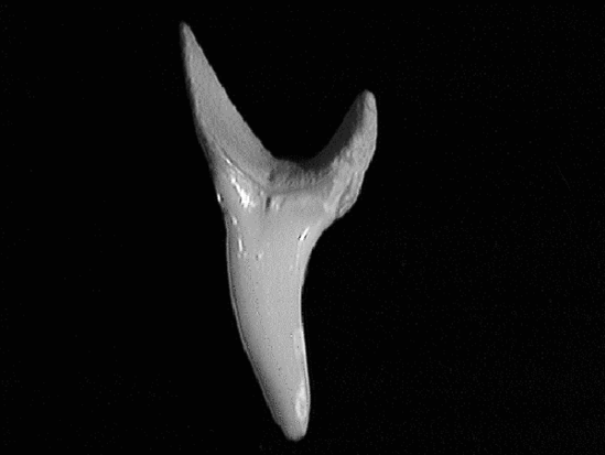 Single shortfin mako tooth showing smooth, stout, slightly hooked, slender triangular shape on a curved base.