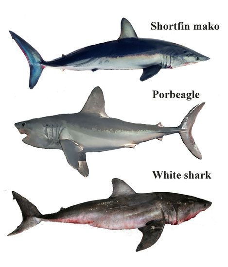 Lateral views of the shortfin mako, porbeagle, and white shark showing the shortfin mako’s more pointed snout and its body’s blue and white dorsoventral color pattern when compared to the other two species gray and white color patterns.
