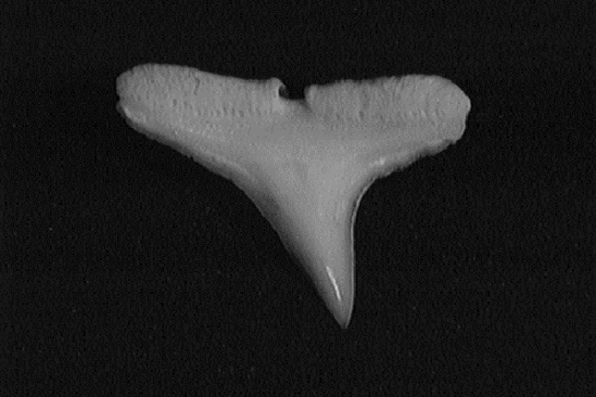 Single scalloped hammerhead tooth showing the smooth, pointed triangular shape of this small tooth sitting on a wide base.