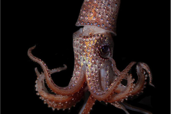 strawberry-squid-cr.jpg