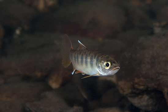 juvenile-ccc_750x500.jpg