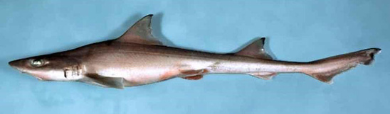 Smooth dogfish shark viewed from the side showing the large eye and the similar size of the first and second dorsal fins.
