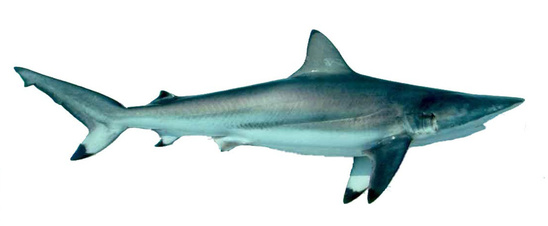 Spinner shark viewed from the side showing the dark black tipped pectoral, dorsal, anal, and caudal fins.