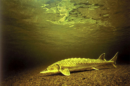 Shortnose sturgeon on the ocean floor.
