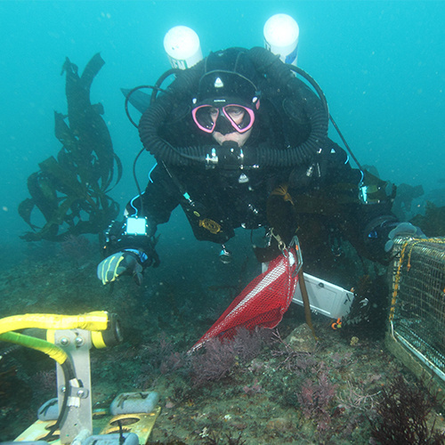 500x5002019_01_08_AmandaBird_outplant40_Photo by DWittingNOAA copy.jpg