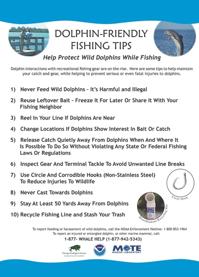 dolphins_friendly_fishing_tips.jpg