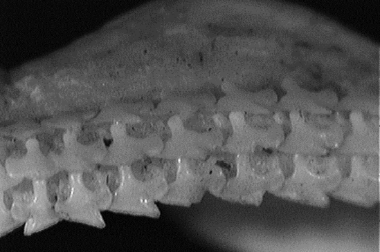 Section of spiny dogfish jaws showing rows of tiny broad teeth with a notch below a sharp point on the outer margin