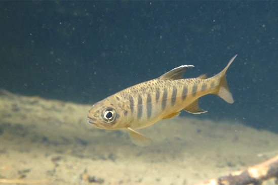Coho salmon smolt