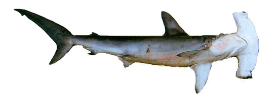 Side view of a smooth hammerhead shark also showing the underside of its curved hammer shaped head with no indentation in the center of the hammer and the eyes barely visible on the tips of each side of the hammer.