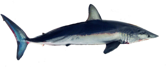 Shortfin mako shark side view showing color gradient on side of deep blue, to iridescent light blue, to white going from top to bottom.