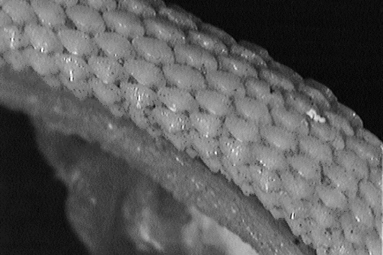 Section of smooth dogfish jaws showing rows of tiny, smooth flat teeth.