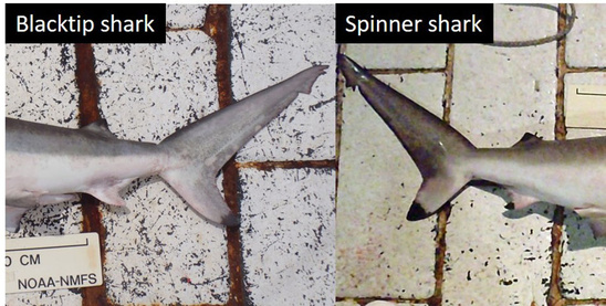 Lateral view of the blacktip and spinner shark tail regions with the caudle fins facing each other. The black-tipped second dorsal and lower lobe of the caudle fin is visible on both the blacktip and spinner shark tail regions, but only a black-tipped anal fin is present on the spinner shark.