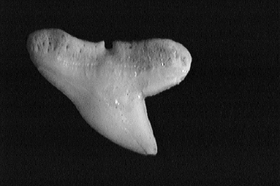 Single smooth hammerhead shark tooth showing its smooth, broad, oblique triangular shape.