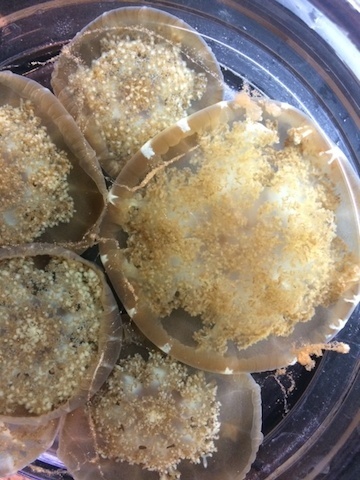Upside-down-jelly3.jpeg