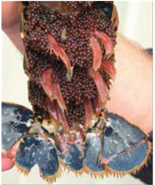 lobster with eggs