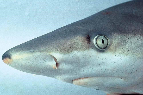 Blacknose shark head region showing darker shading on the tip of the nose.