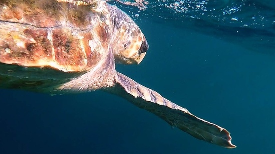 loggerhead turtle swims near the water's surface
