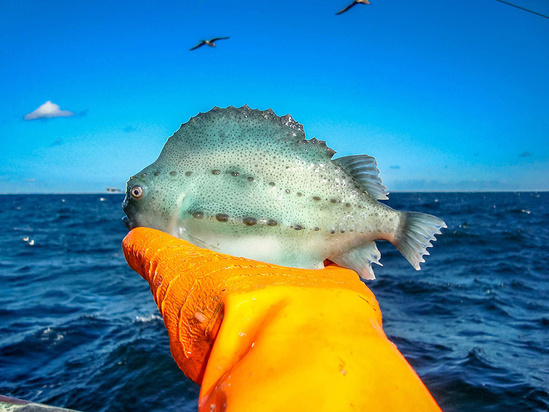 lumpfish.jpg