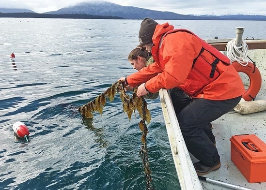 harvesting-kelp-ak.jpg